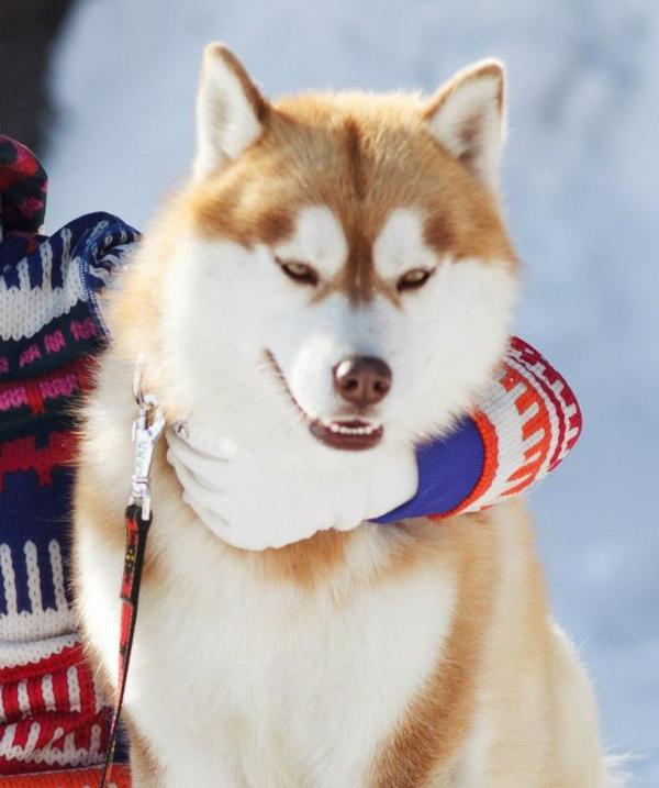 Semua warna Husky: deskripsi foto