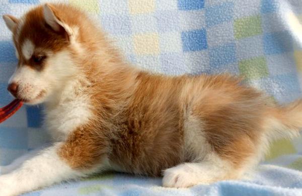 Semua warna Husky: deskripsi foto
