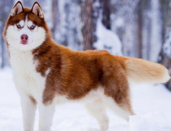 Semua warna Husky: deskripsi foto