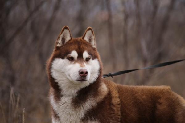 Semua warna Husky: deskripsi foto