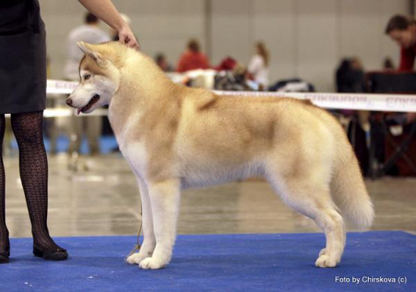 Semua warna Husky: deskripsi foto