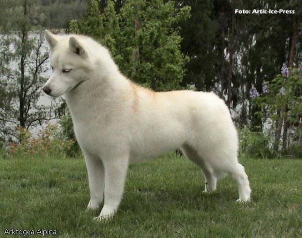 Semua warna Husky: deskripsi foto