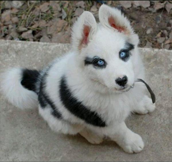 Semua warna Husky: deskripsi foto