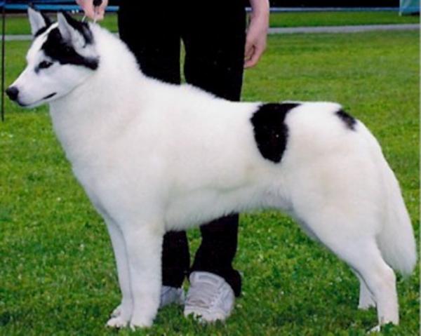 Semua warna Husky: deskripsi foto