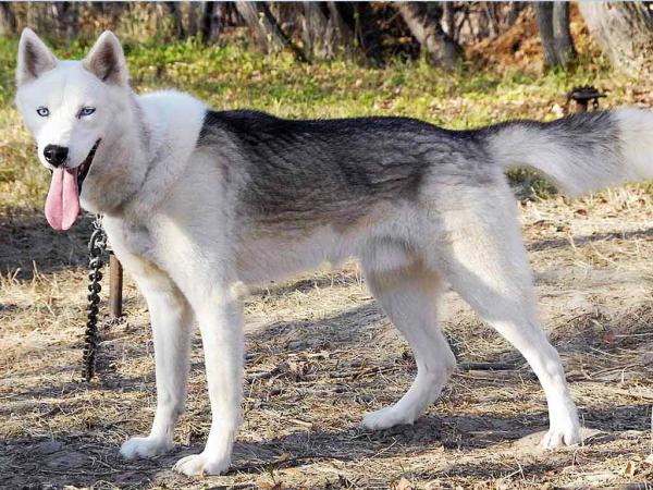 Semua warna Husky: deskripsi foto