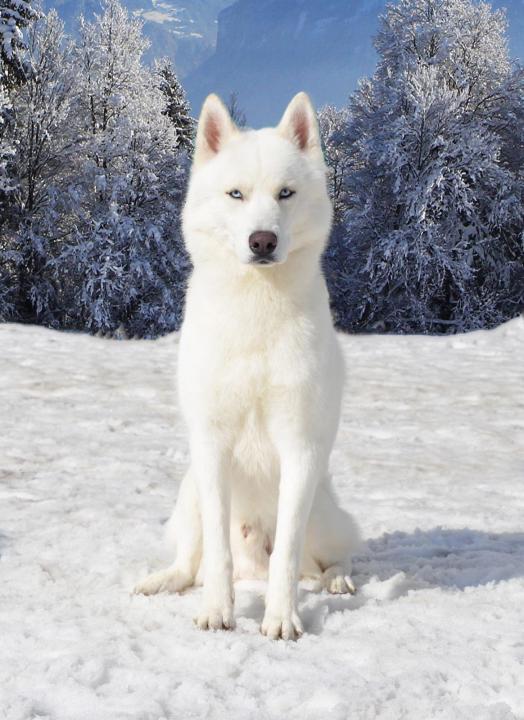 Semua warna Husky: deskripsi foto