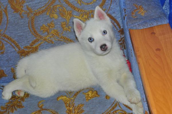 Semua warna Husky: deskripsi foto