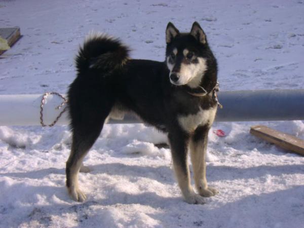 Semua warna Husky: deskripsi foto