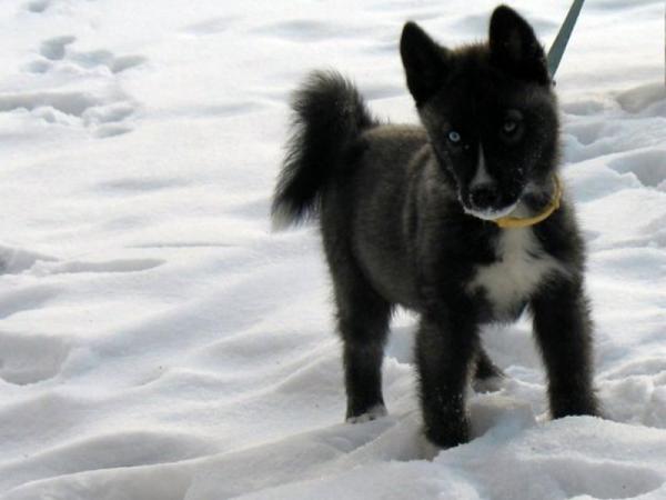Semua warna Husky: deskripsi foto