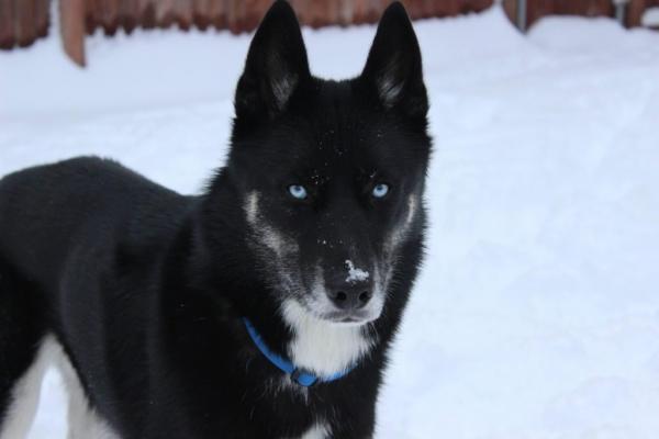 Semua warna Husky: deskripsi foto