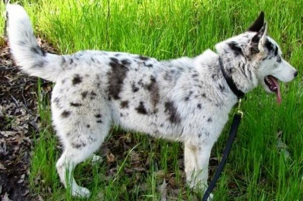 Semua warna Husky: deskripsi foto