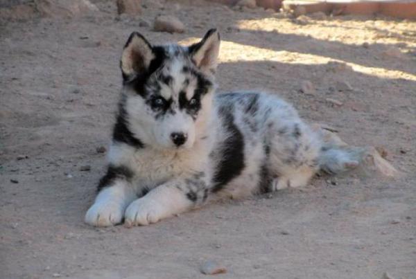 Semua warna Husky: deskripsi foto