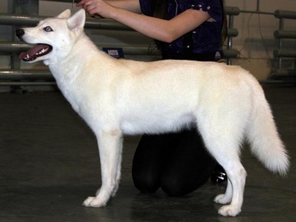 Semua warna Husky: deskripsi foto