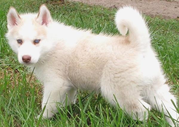 Semua warna Husky: deskripsi foto