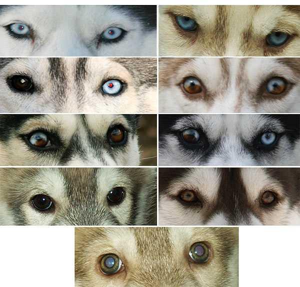 Semua warna Husky: deskripsi foto