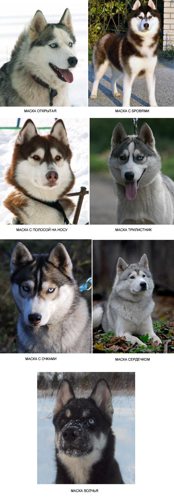 Semua warna Husky: deskripsi foto