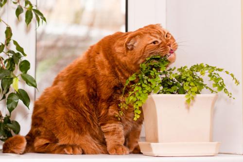 Tumbuhan dan bunga beracun untuk kucing