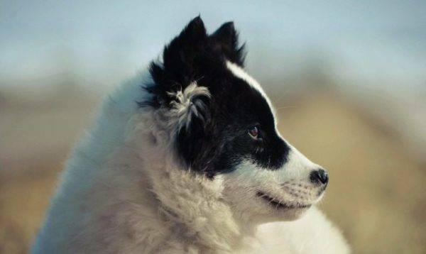 wajah husky Yakut