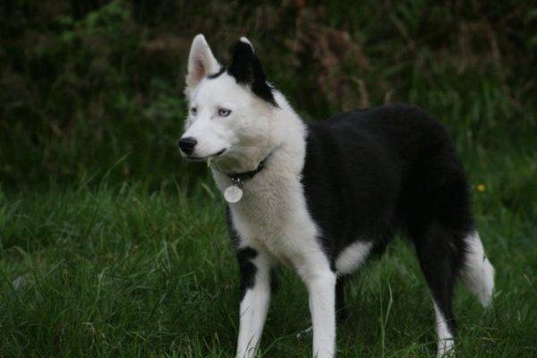 Yakut husky di hutan