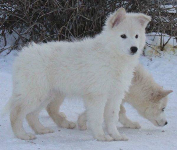 anak anjing dari Yakut husky
