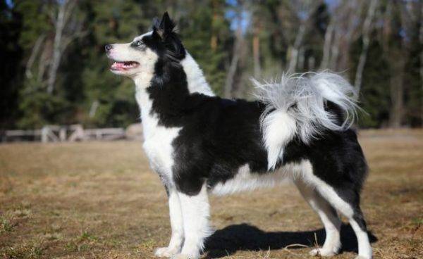 Yakut husky ke samping