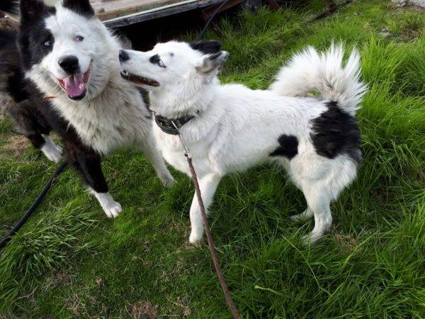 Yakut huskies di alam