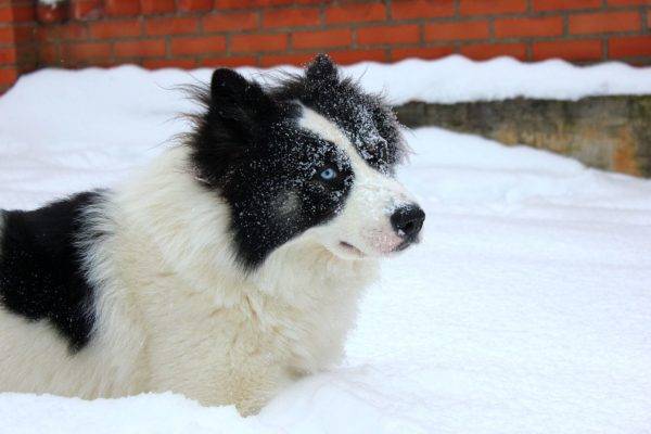Yakut husky di salju