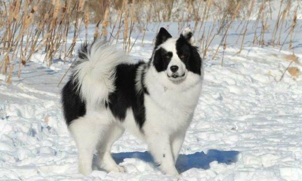 Yakut musim dingin husky