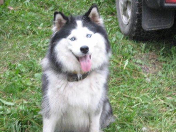 Yakut husky putih-abu-abu