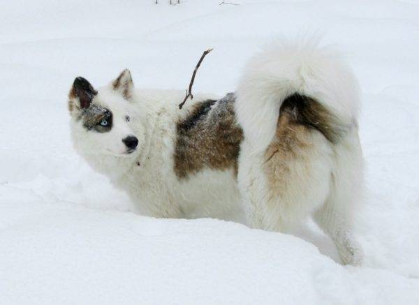 Yakut husky hitam dan putih dengan tanda merah