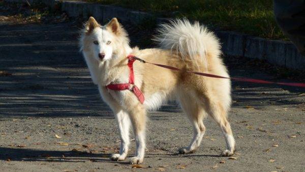 Yakut husky putih-merah