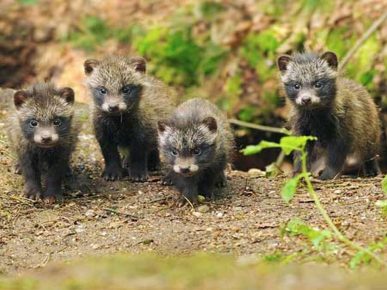 Baby Tanuki