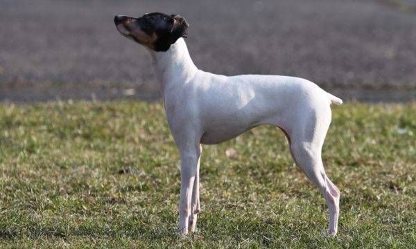 Terrier Jepang