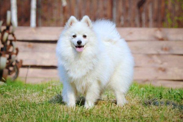 Spitz Jepang