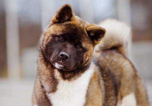 Akita Amerika