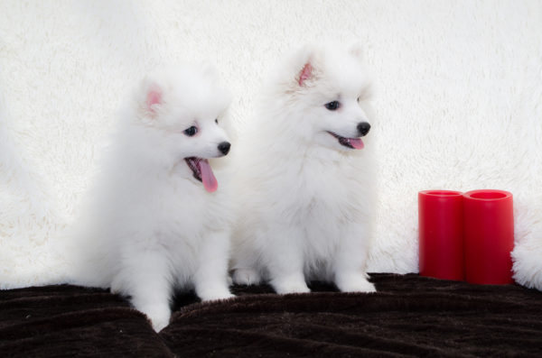 Spitz Jepang dengan latar belakang putih