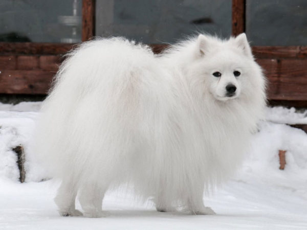 Deskripsi jenis Spitz Jepang