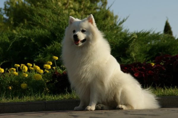 Spitz Jepang berada