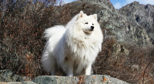 Spitz Jepang berdiri