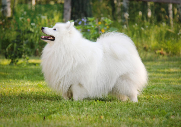 Spitz Jepang Yang Indah