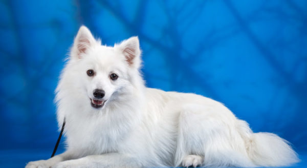 Spitz Jepang yang indah dengan latar belakang biru