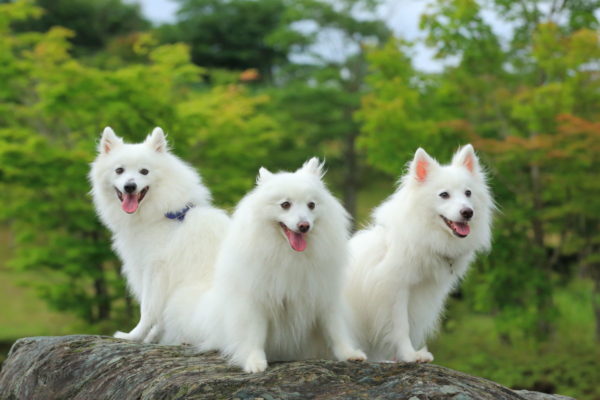 Spitz Jepang