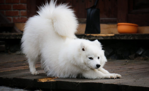 Spitz Jepang Lucu