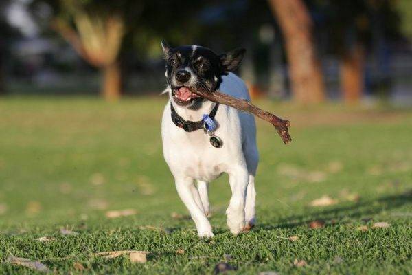 Terrier Jepang dengan tongkat