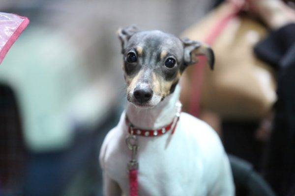 Terrier Jepang dengan kerah merah