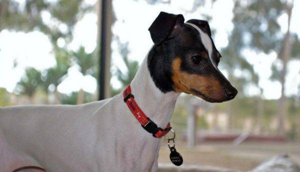 Japanese Terrier membaca artikel