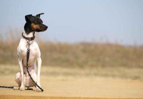 Japanese Terrier sedang duduk