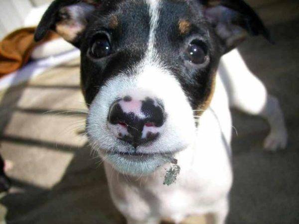 Moncong terrier jepang