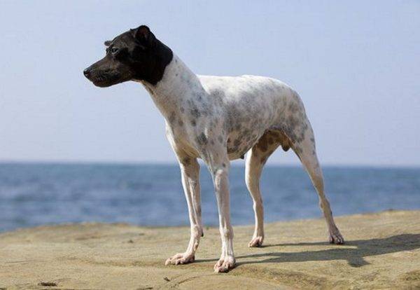 Terrier Jepang di Laut
