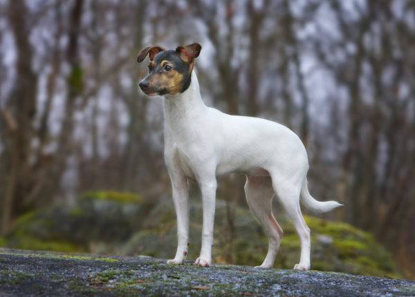 Terrier Jepang di hutan